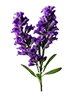 Lavendel