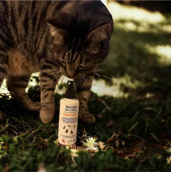 Kat kigger på Wonder Insekt-Væk Spray.